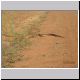 Gibb River Road Black Headed Python.jpg